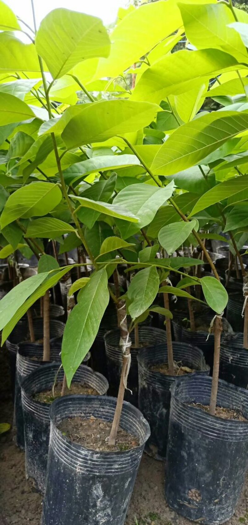 大量批发台湾凤梨释迦苗，番茄枝苗，