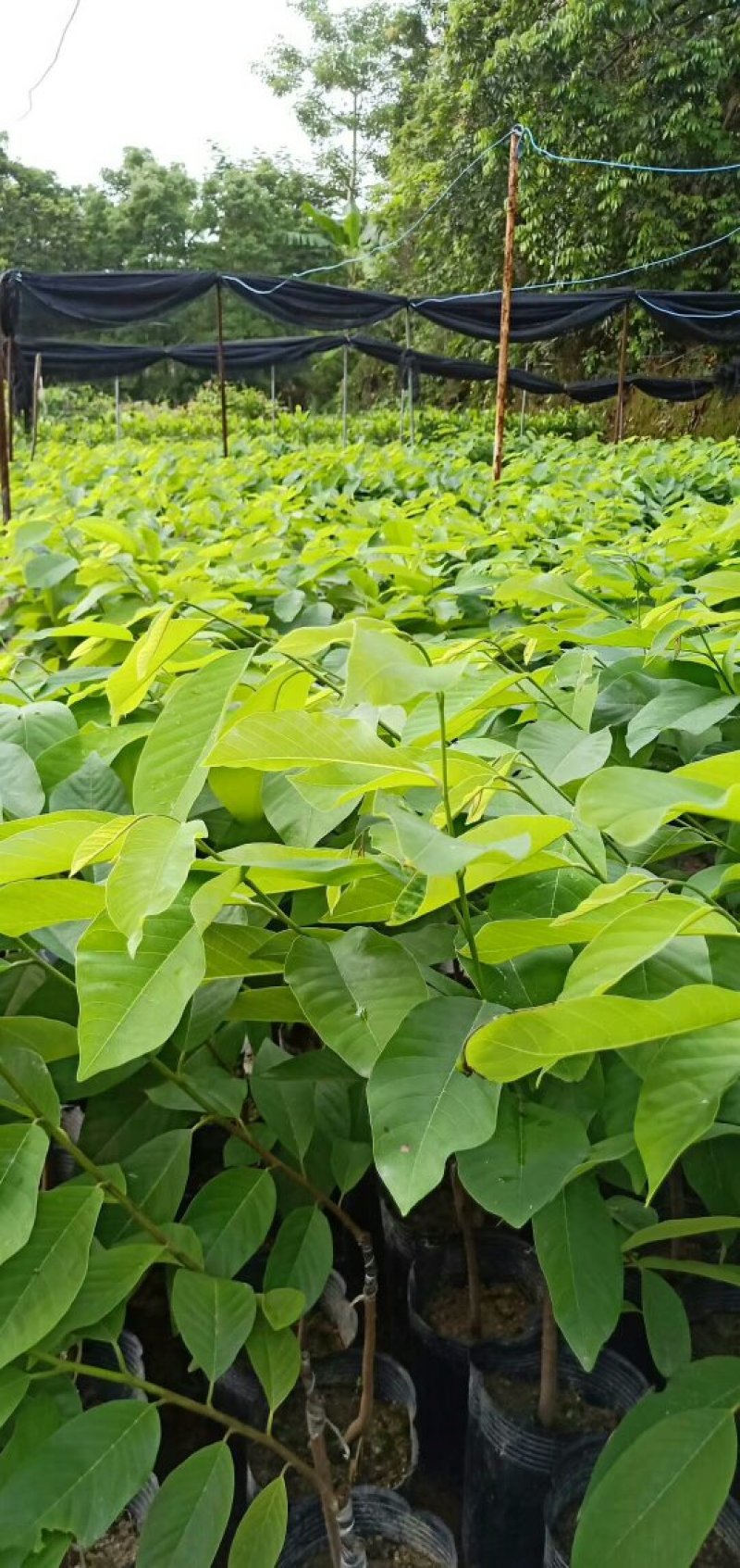 大量批发台湾凤梨释迦苗，番茄枝苗，