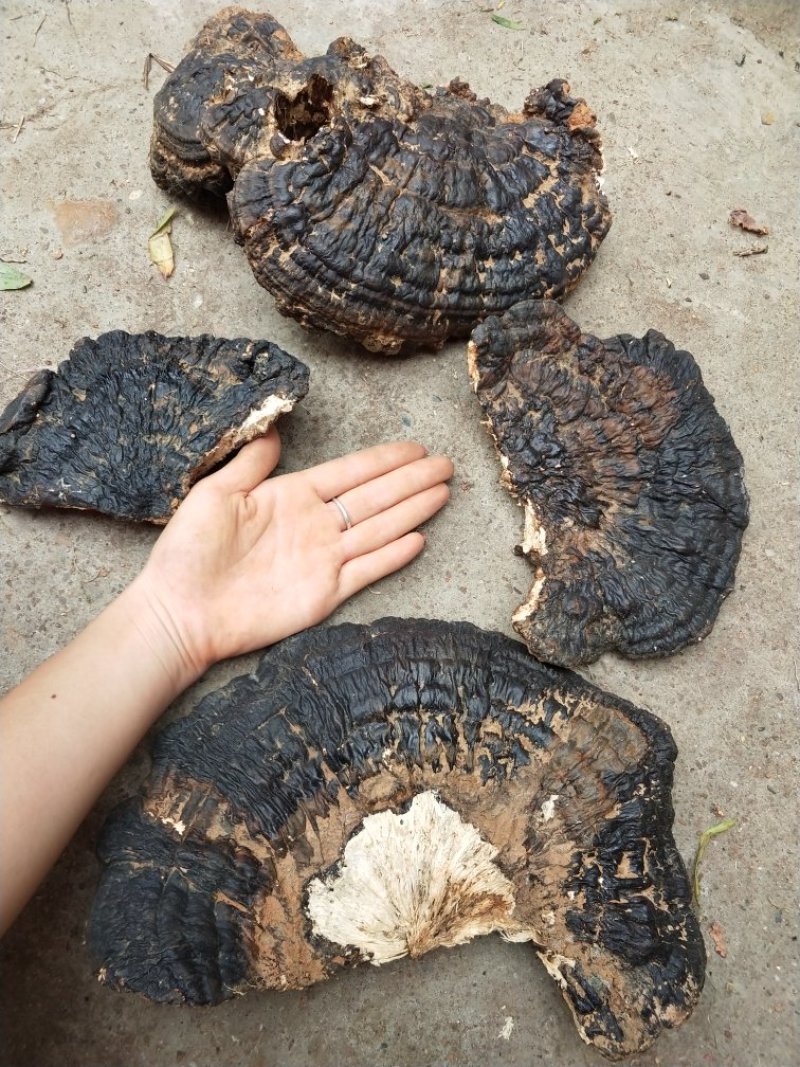 野生薄树枝，