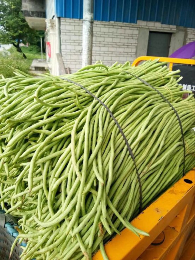 长豆角（新苗豇豆）广西合浦大量代收长豆角