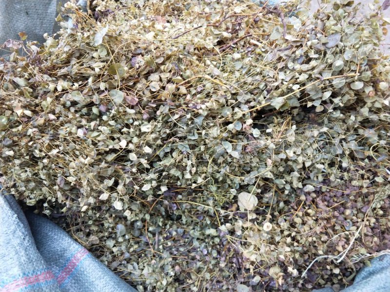 野生穿心草