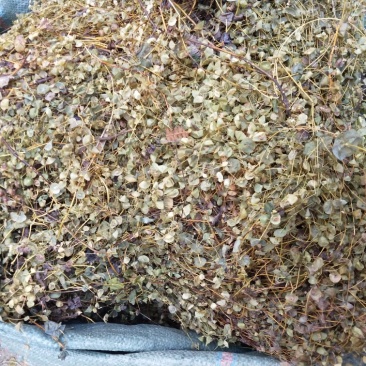 野生穿心草