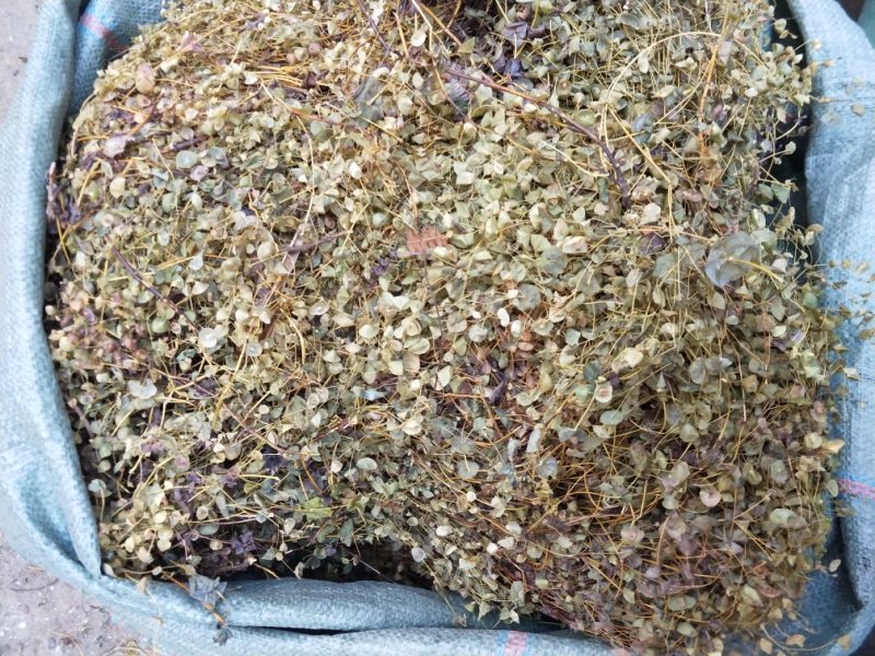 野生穿心草