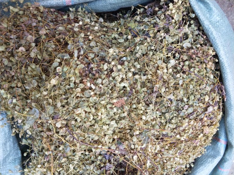 野生穿心草