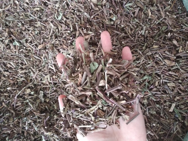 猫须草新货