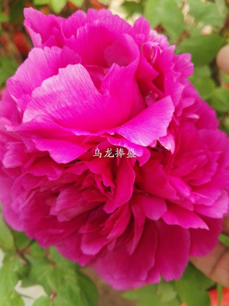 观赏牡丹，山东重瓣大花牡丹苗，百年重瓣大牡丹，品种齐全