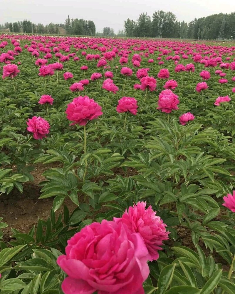 观赏牡丹，山东重瓣大花牡丹苗，百年重瓣大牡丹，品种齐全