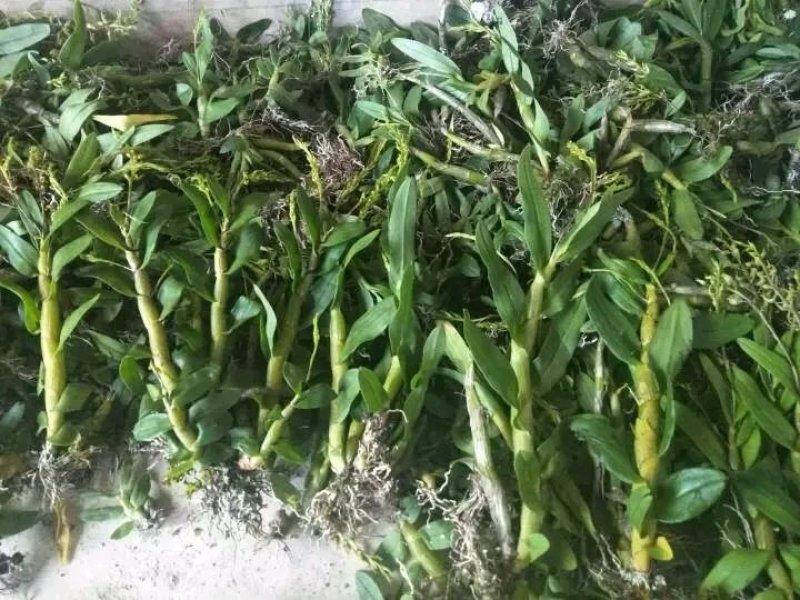 珍虫石斛一手货源，肉质饱满，一手货源，批发