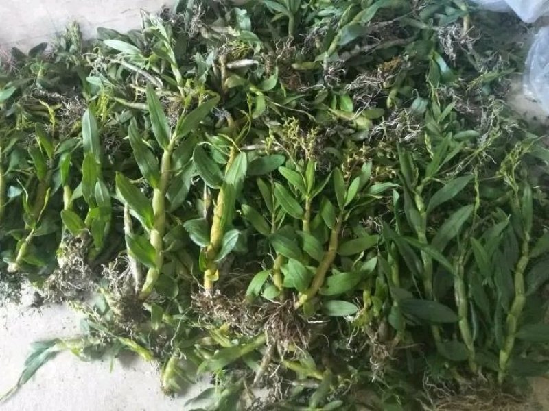 珍虫石斛一手货源，肉质饱满，一手货源，批发
