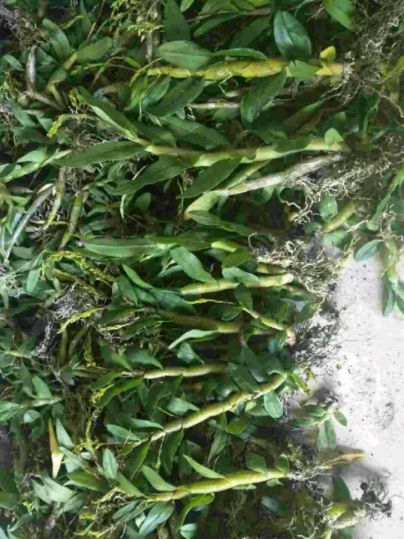 珍虫石斛一手货源，肉质饱满，一手货源，批发