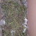 珍虫石斛一手货源，肉质饱满，一手货源，批发
