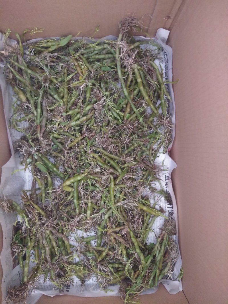 珍虫石斛一手货源，肉质饱满，一手货源，批发