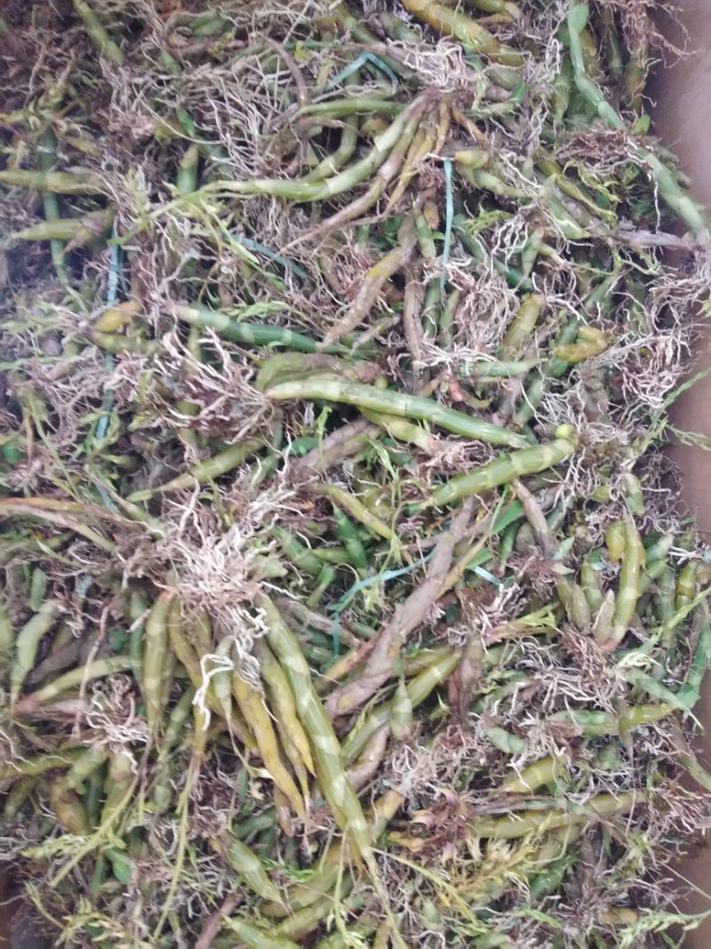 珍虫石斛一手货源，肉质饱满，一手货源，批发