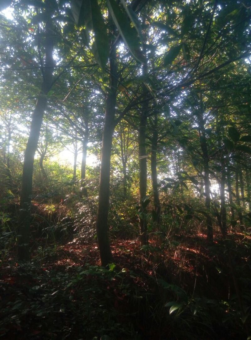 中华杜英