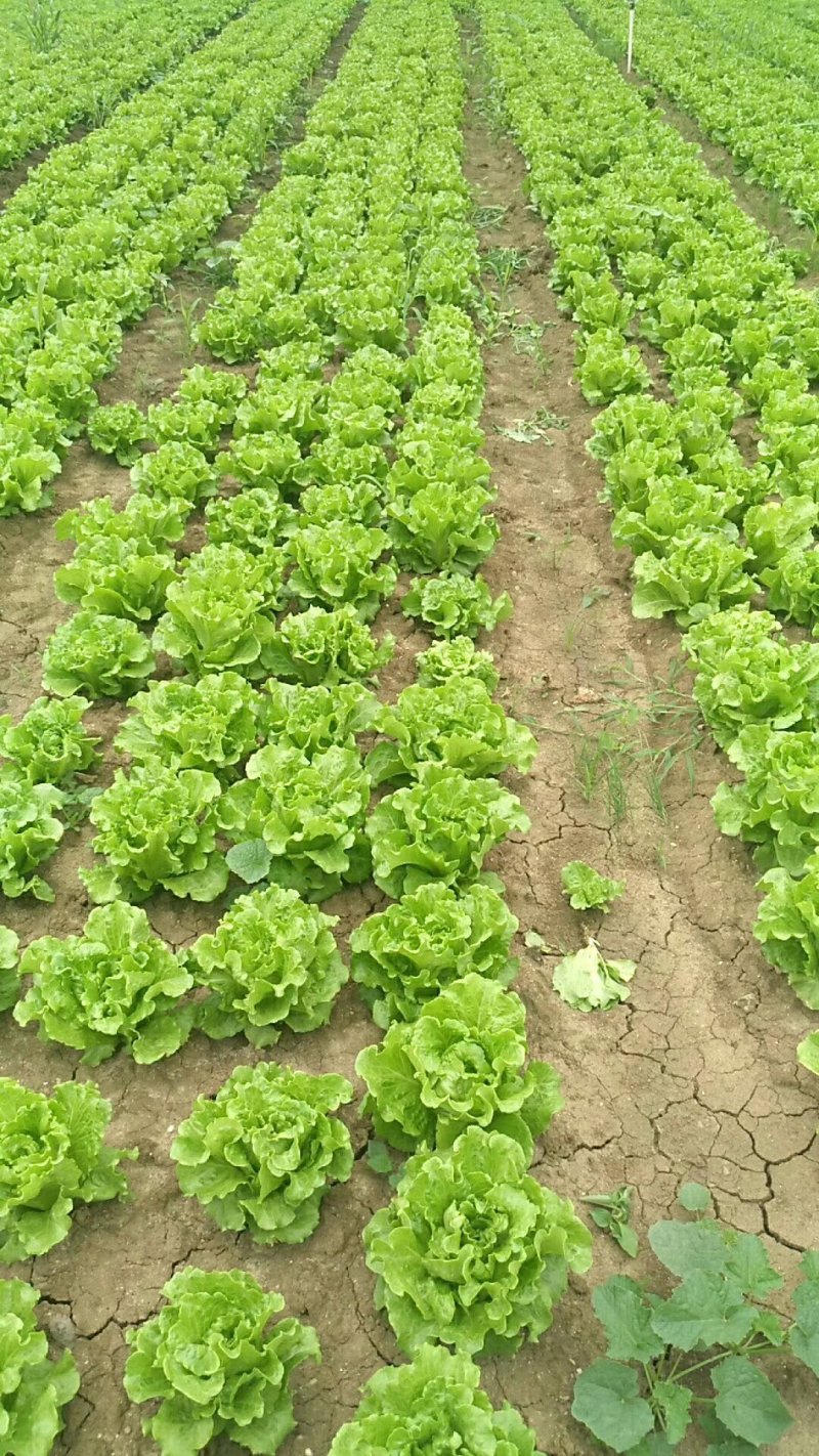 意大利生菜