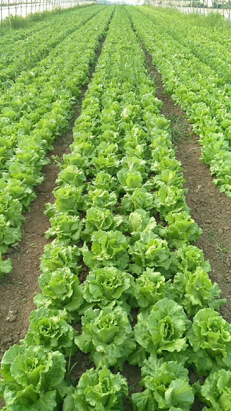 意大利生菜