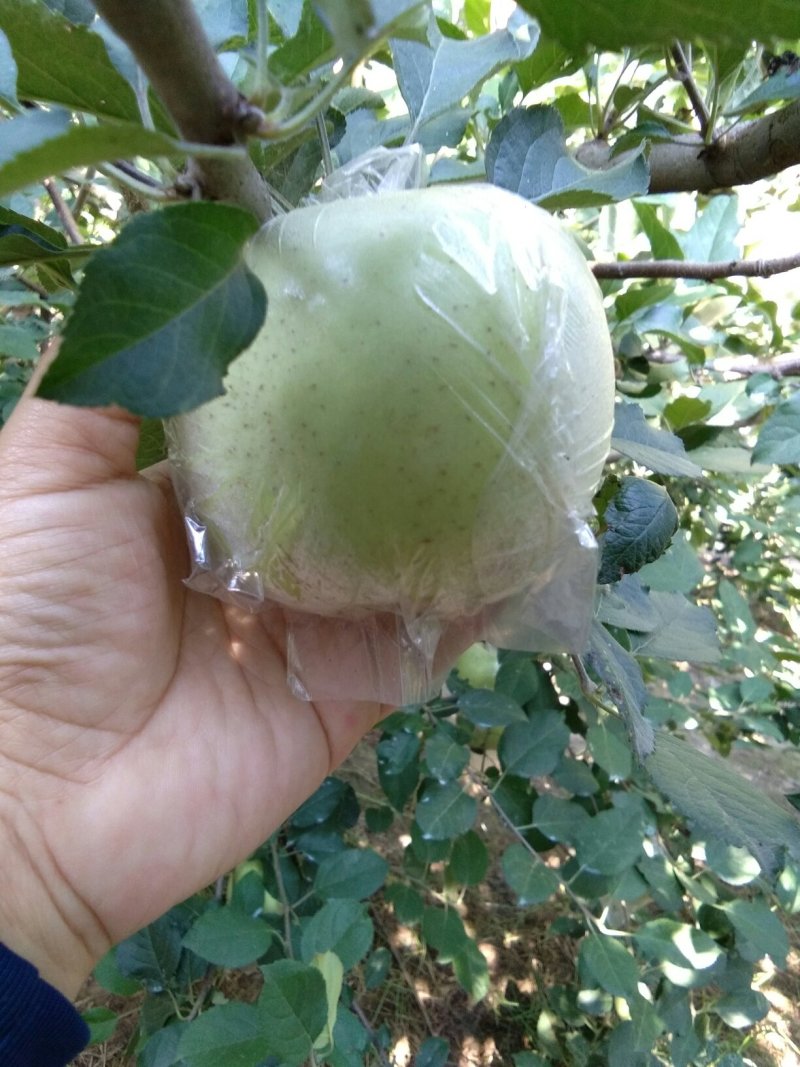 红富士苹果