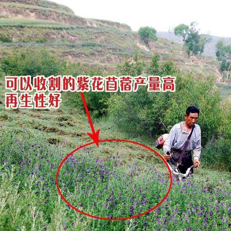 紫花苜蓿草种子四季播种喂猪牛羊鸡鸭鹅兔鱼草