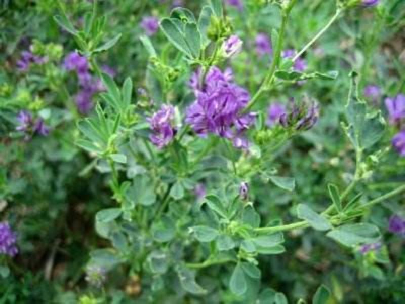 紫花苜蓿草种子四季播种喂猪牛羊鸡鸭鹅兔鱼草