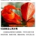 🇨🇳东北野生红菇娘《全国包邮》