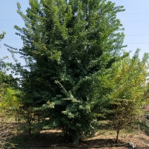 丛生三角枫苗圃大量现货供应:各规格丛生三角枫