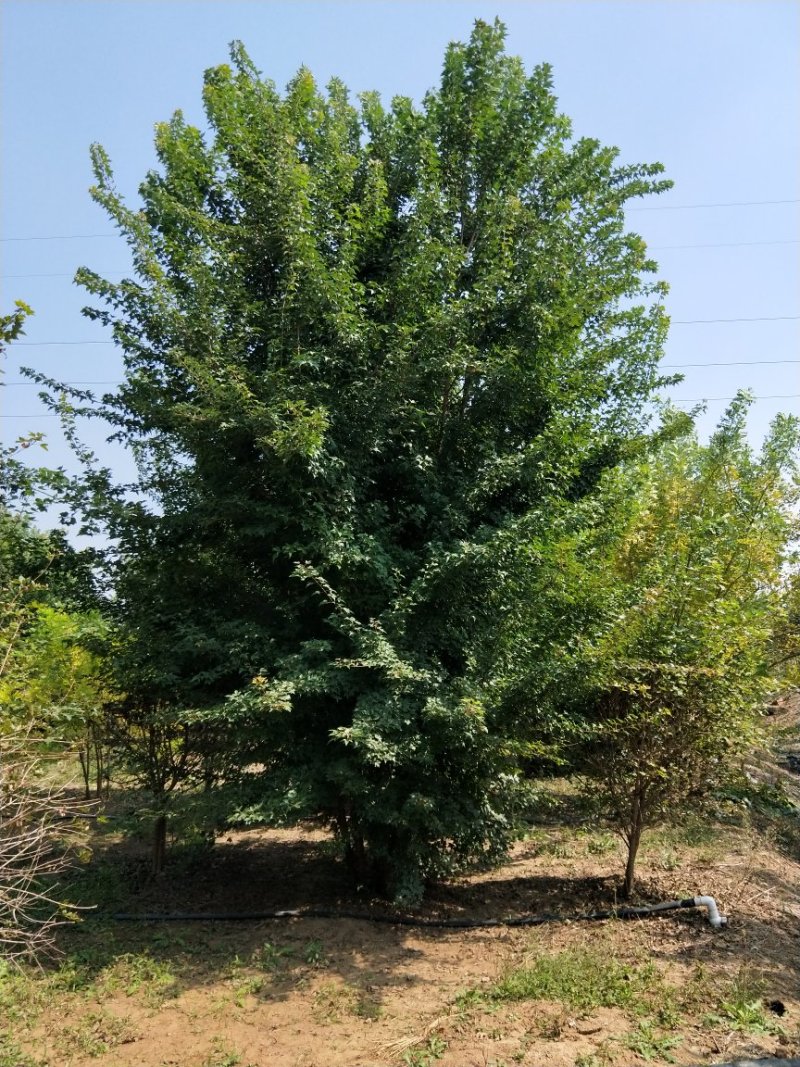 丛生三角枫苗圃大量现货供应:各规格丛生三角枫