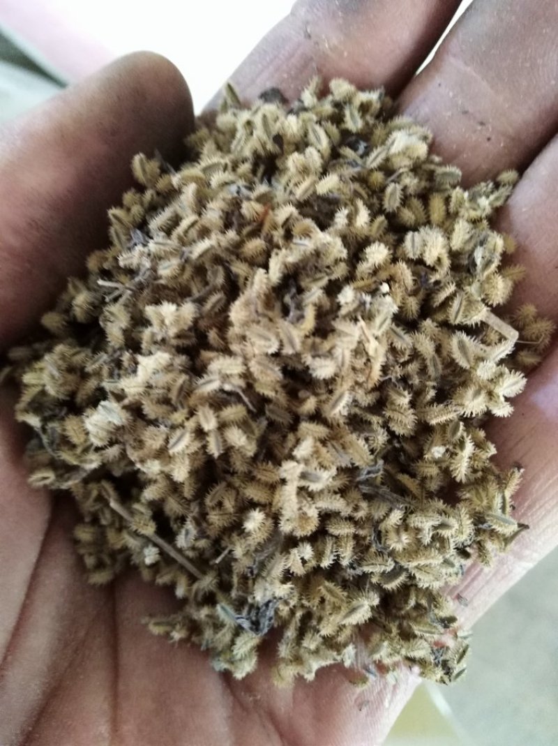 鹤虱鹄虱、鬼虱、北鹤虱货好量大要多优惠