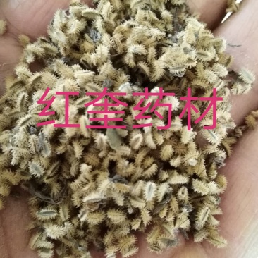鹤虱鹄虱、鬼虱、北鹤虱货好量大要多优惠