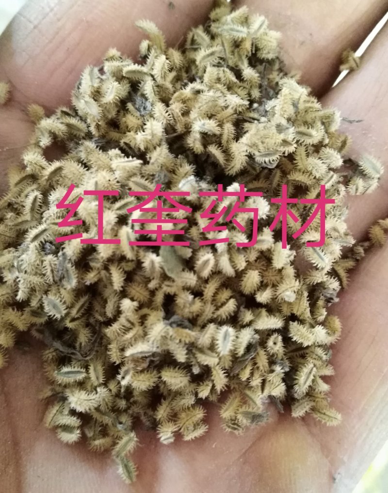 鹤虱鹄虱、鬼虱、北鹤虱货好量大要多优惠