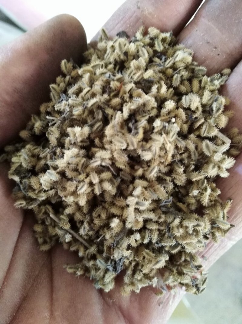鹤虱鹄虱、鬼虱、北鹤虱货好量大要多优惠