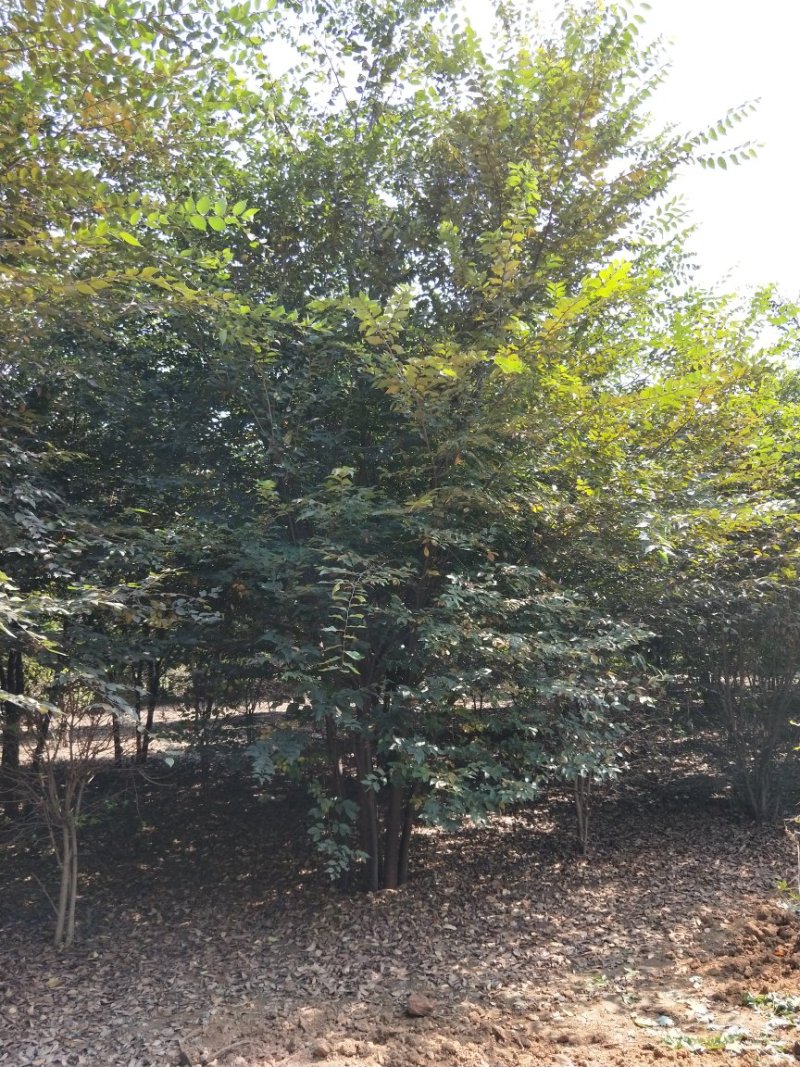 丛生榉树苗圃现货供应:丛生榉树！