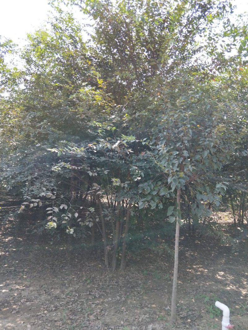 丛生榉树苗圃现货供应:丛生榉树！