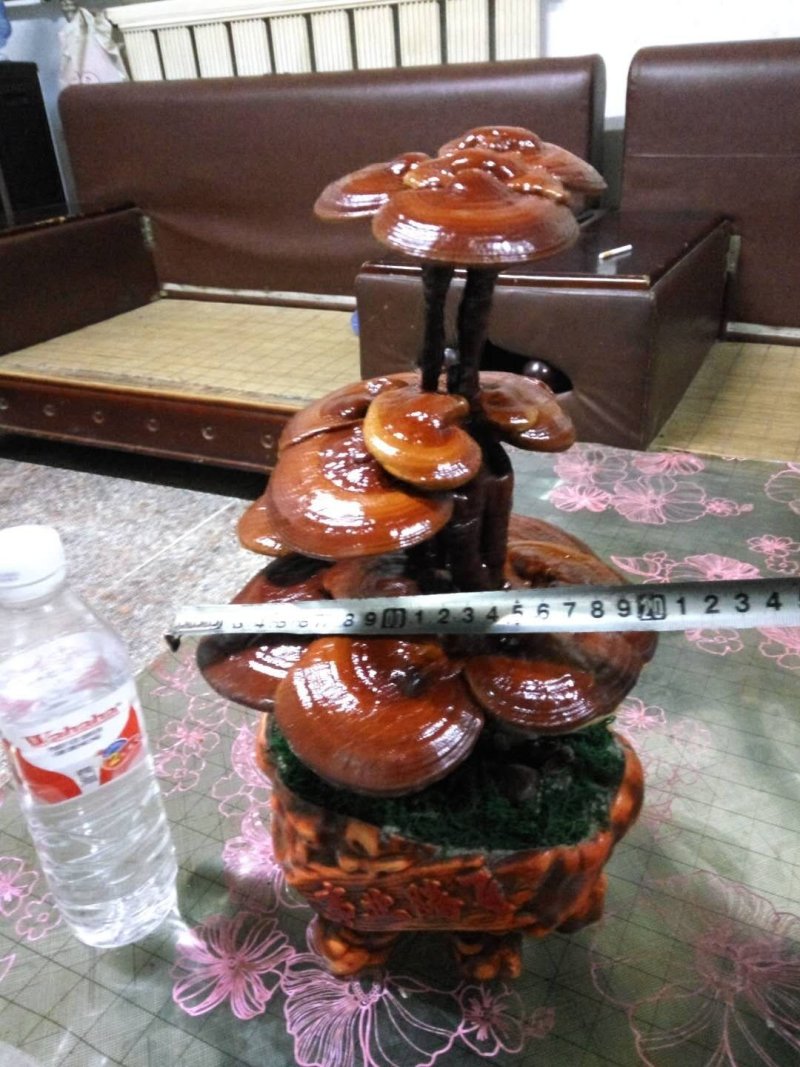 【精品】灵芝盆景，产地直发可视频看货自产自销批发零售