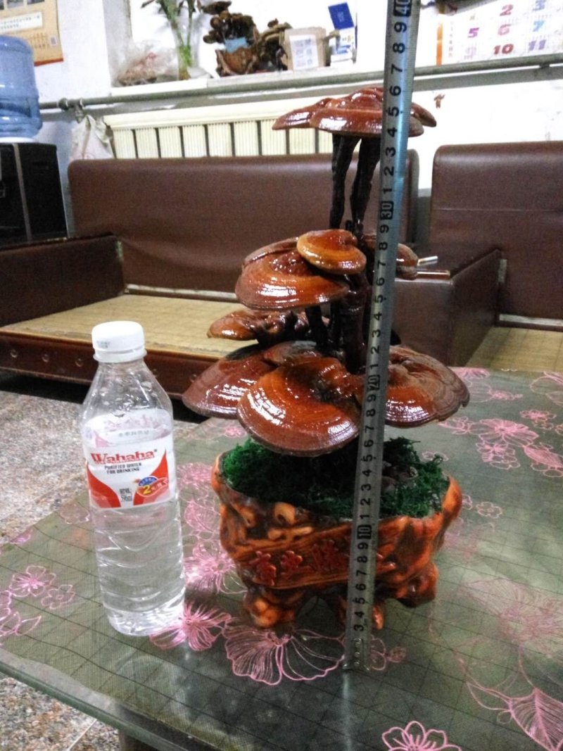 【精品】灵芝盆景，产地直发可视频看货自产自销批发零售