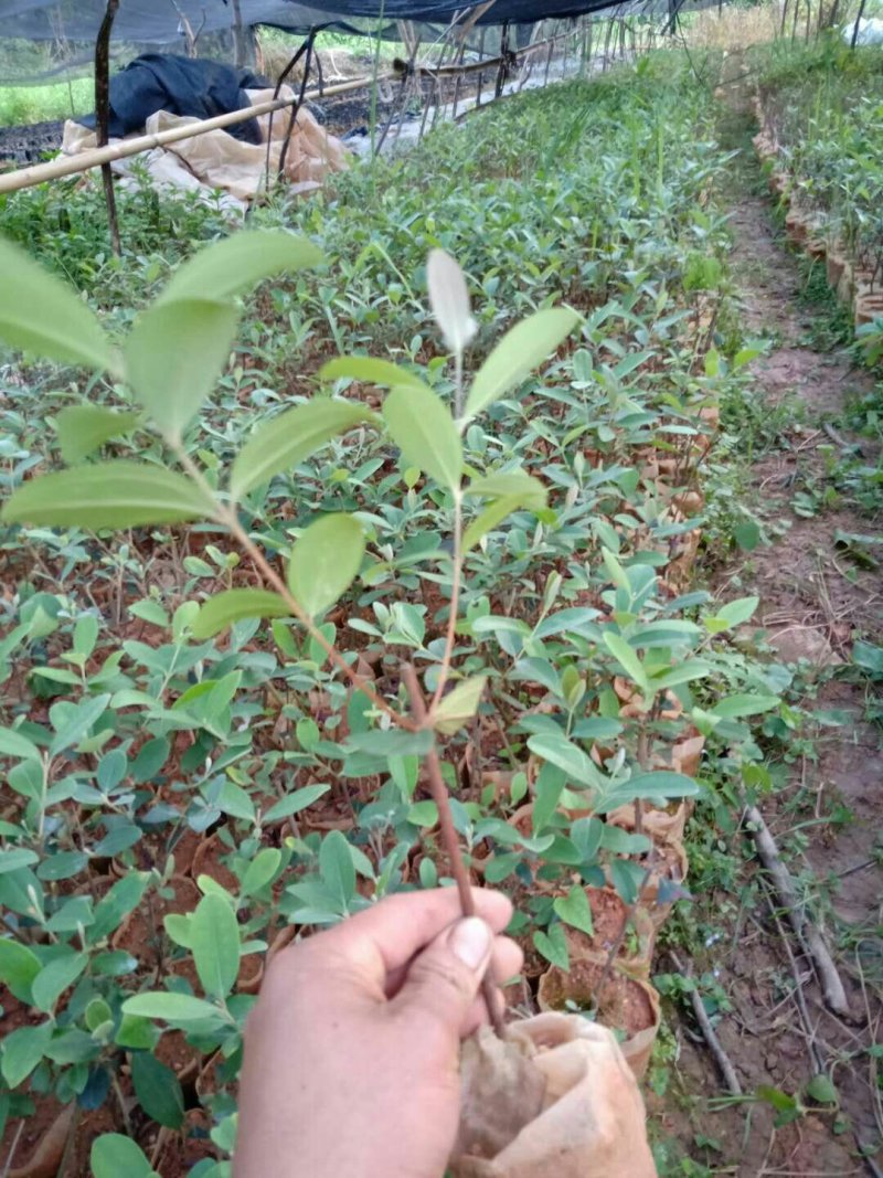 大量批发杜金娘苗