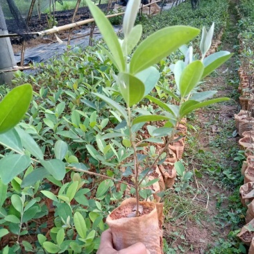 大量批发杜金娘苗