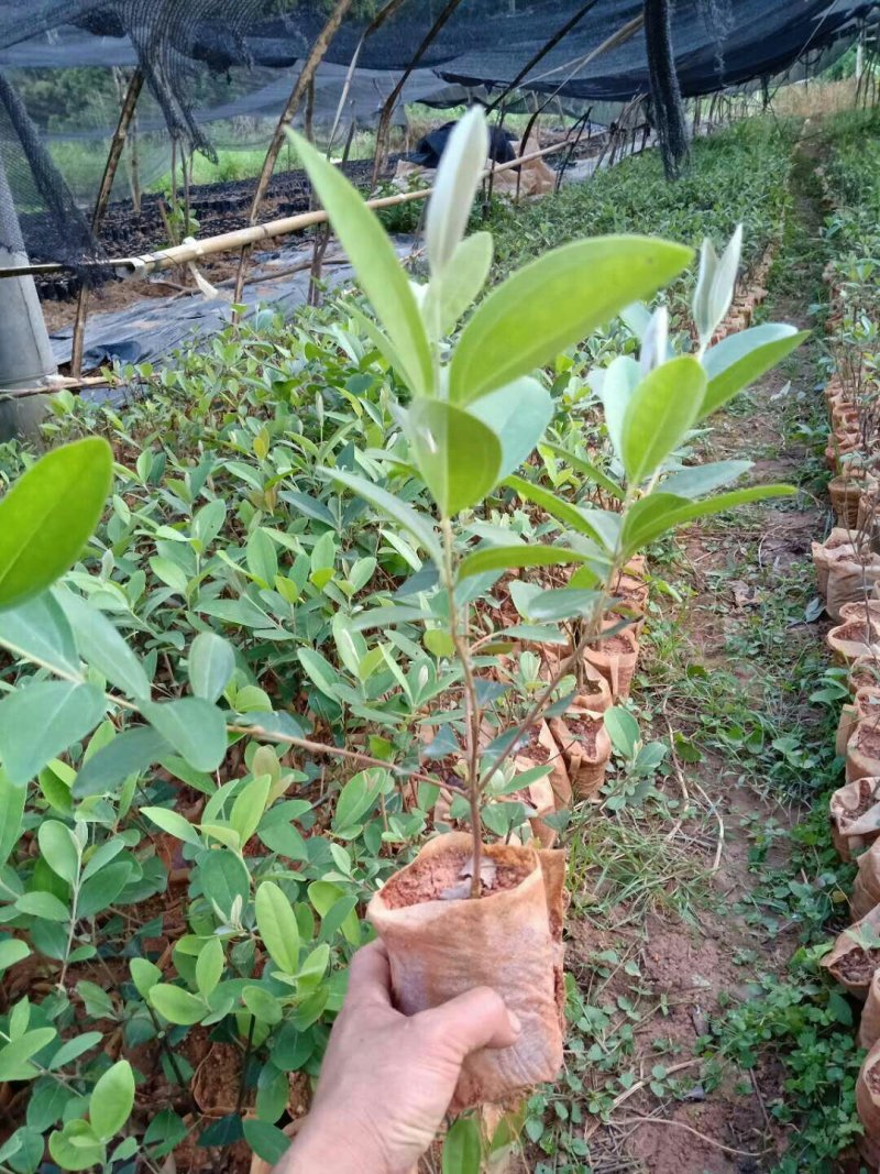 大量批发杜金娘苗
