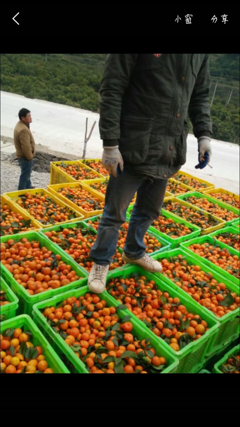 西林县砂糖橘大量上市专业代办可包园，可收百家货，欢迎骚扰