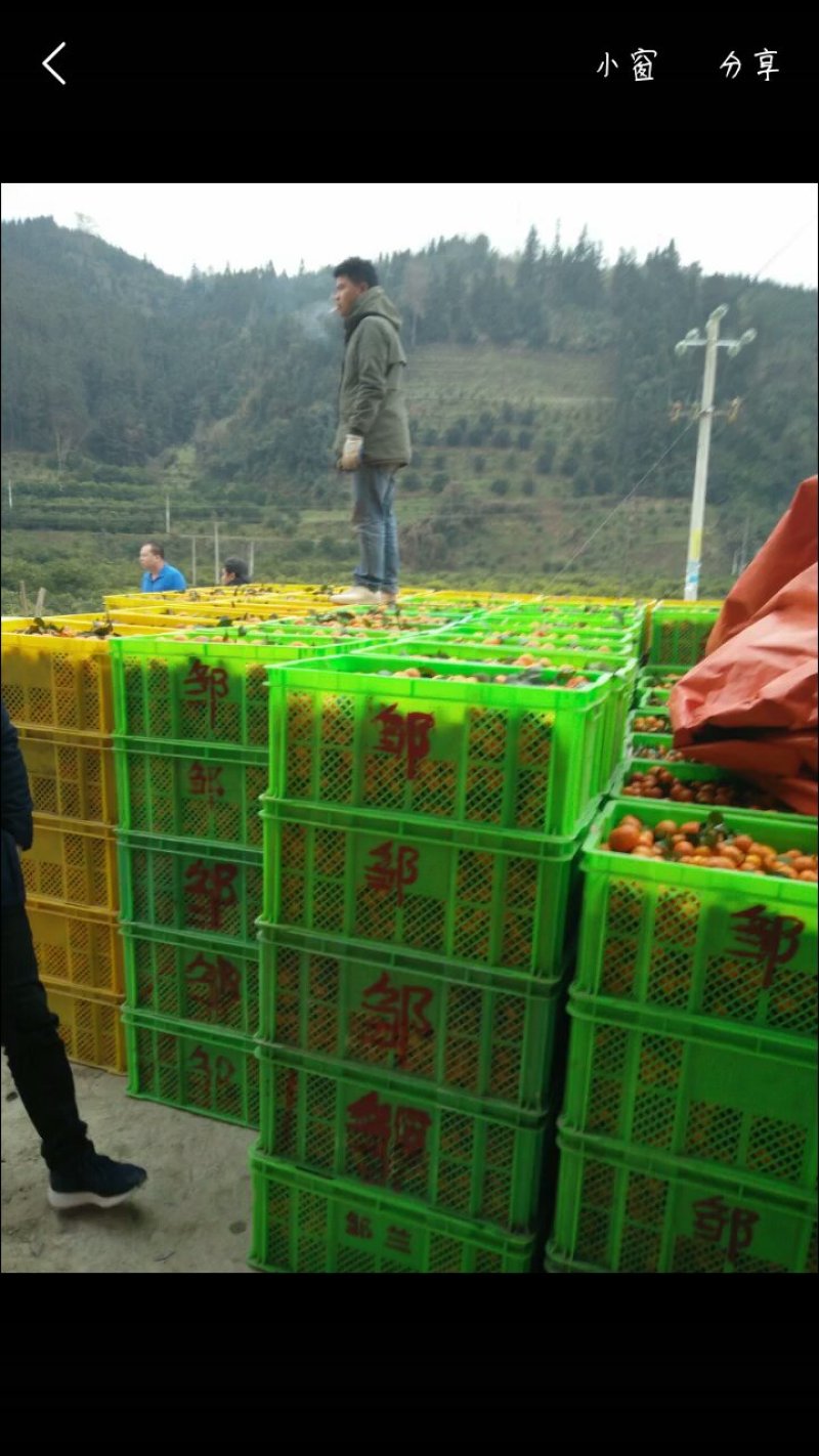 西林县砂糖橘大量上市专业代办可包园，可收百家货，欢迎骚扰