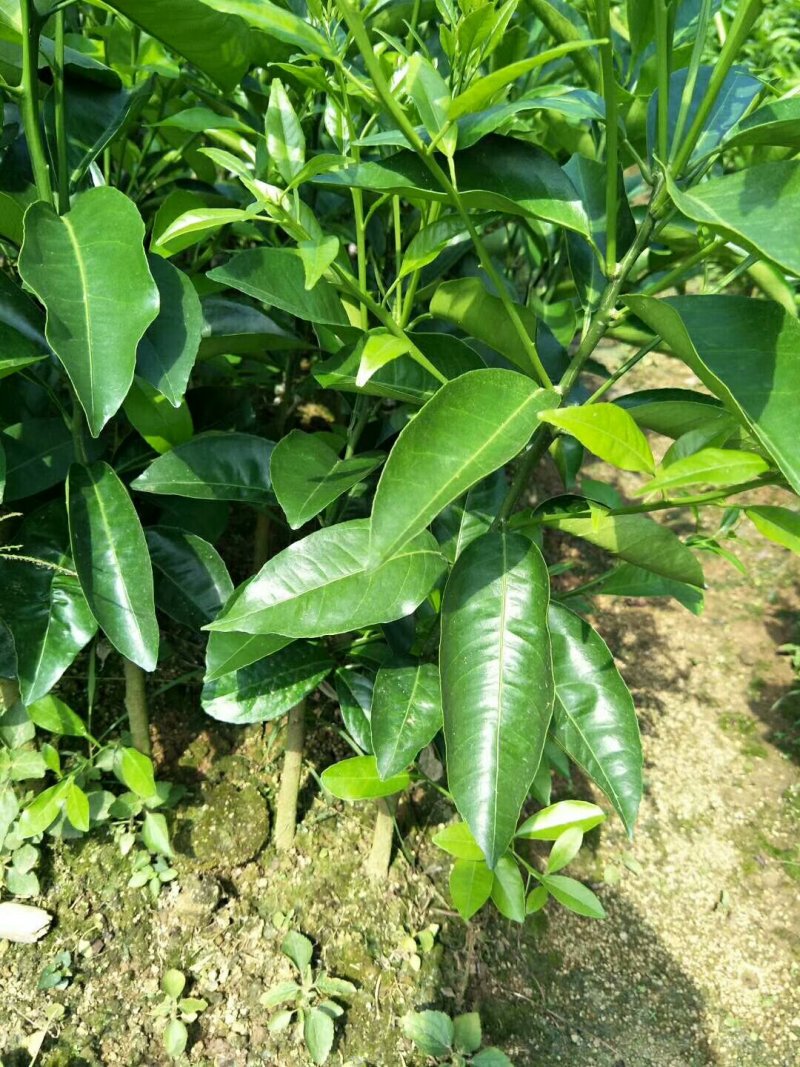 大量批发沃柑苗