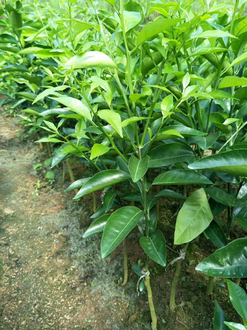 大量批发沃柑苗