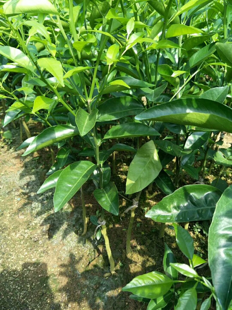 大量批发沃柑苗