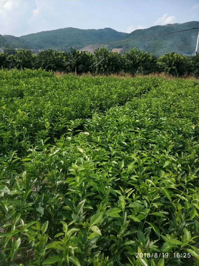 大量批发沃柑苗