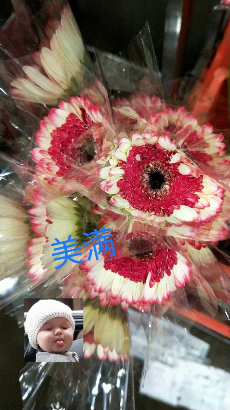 满天星/各种原色，吸色满天星