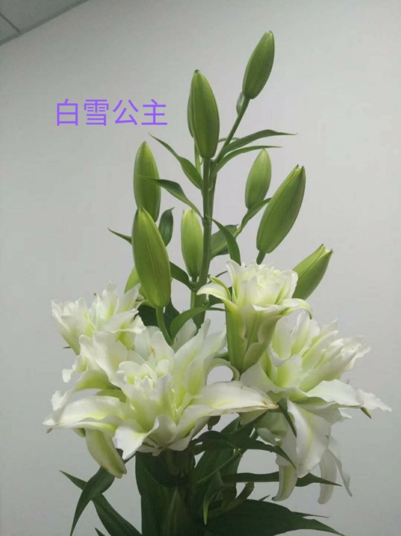 百合花