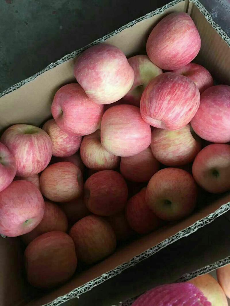 山东苹果苹果80以上，个头大，条纹片红都有口感甜脆。
