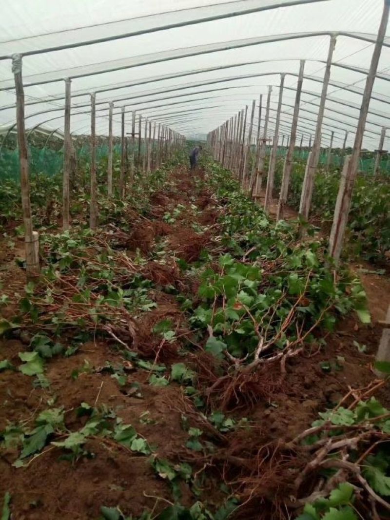 大量供应质优价廉的葡萄苗