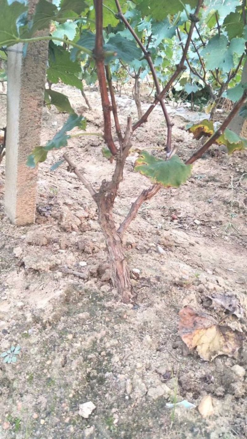 大量供应质优价廉的葡萄苗