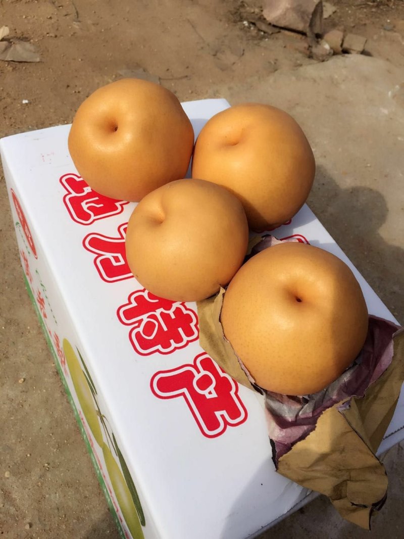 应季水果，新鲜采摘，秋月梨，全国对接，货源充足