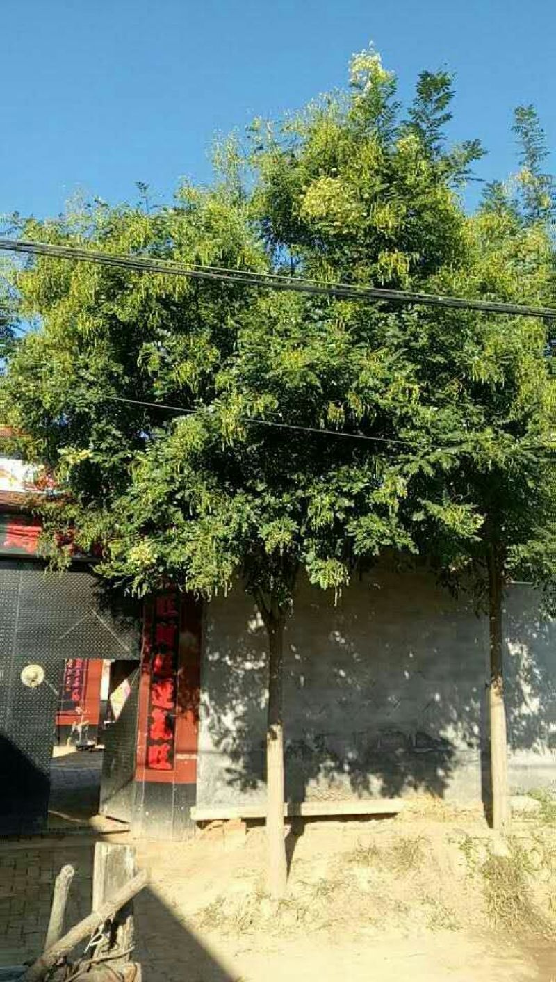 沧州精品国槐大量现货供应